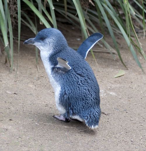 Little penguin Little Penguin
