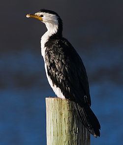 Little pied cormorant httpsuploadwikimediaorgwikipediacommonsthu
