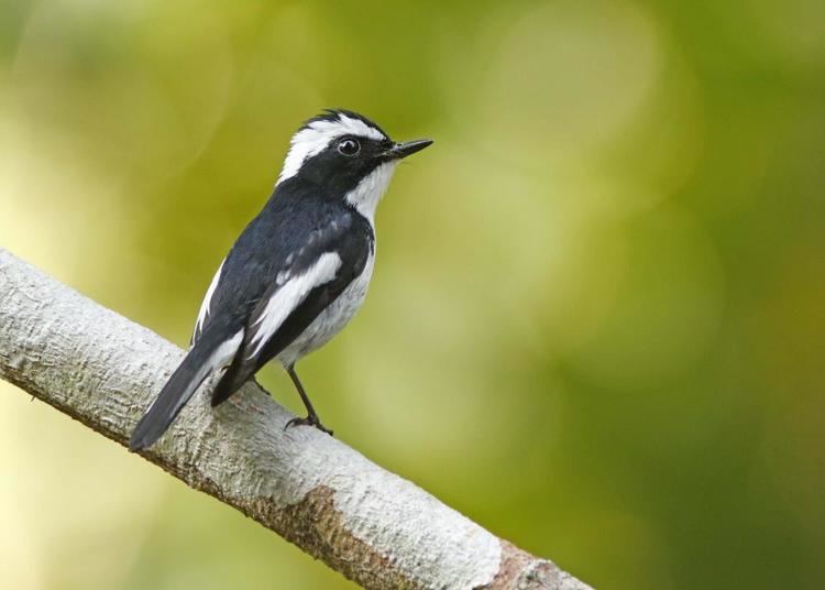 Little pied flycatcher Little Pied Flycatcher Ficedula westermanni videos photos and