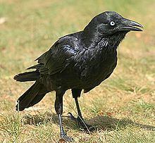 Little raven httpsuploadwikimediaorgwikipediacommonsthu