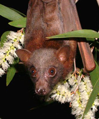 Little red flying fox About Flyingfoxes Don39t Shoot Bats