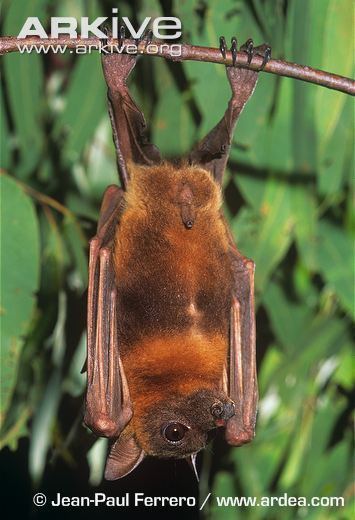 Little red flying fox Little red flying fox videos photos and facts Pteropus scapulatus