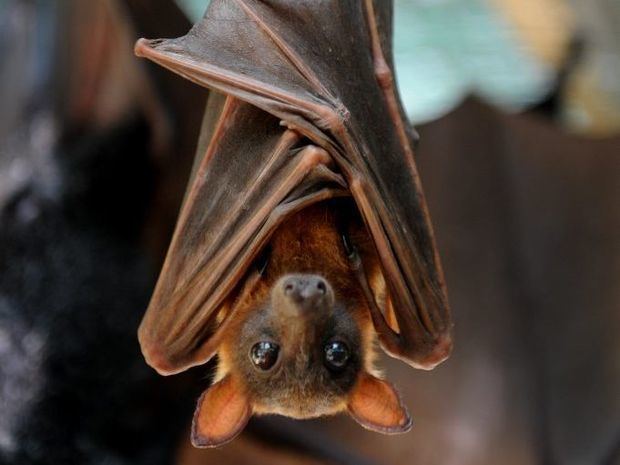 Little red flying fox Plan to combat bat colonies that have quadrupled in size