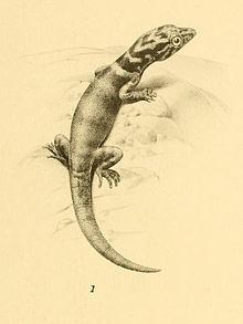 Little-scaled least gecko httpsuploadwikimediaorgwikipediacommonsthu
