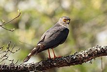Little sparrowhawk httpsuploadwikimediaorgwikipediacommonsthu
