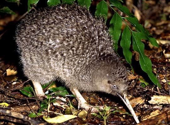 Little spotted kiwi Little spotted kiwi