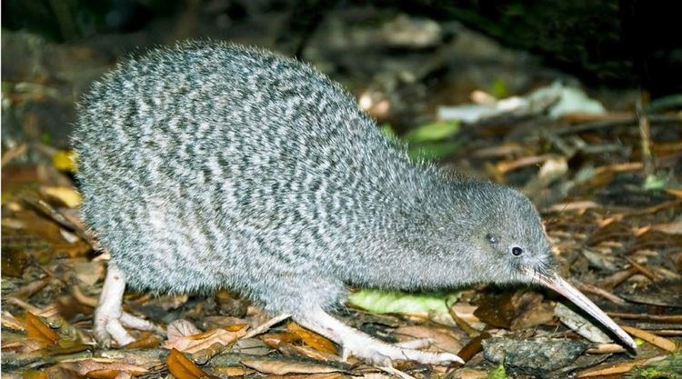 Little spotted kiwi Little Spotted Kiwi Birding NZ