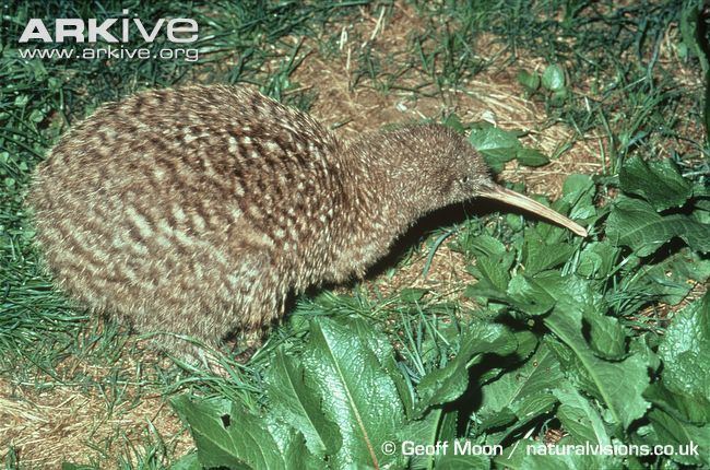 Little spotted kiwi Little spotted kiwi videos photos and facts Apteryx owenii ARKive