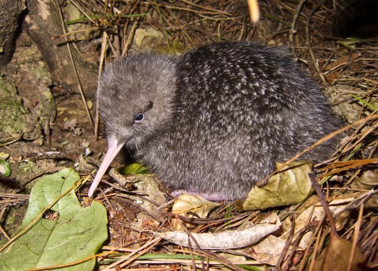 Little spotted kiwi Little spotted kiwi New Zealand Birds Online