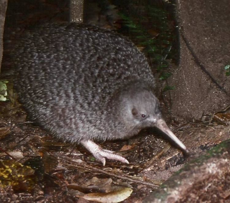 Little spotted kiwi Little spotted kiwi New Zealand Birds Online