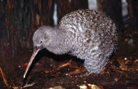 Little spotted kiwi spotted kiwi