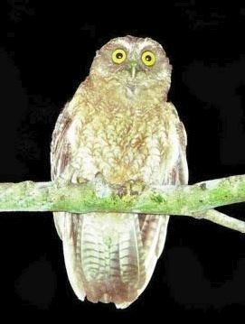 Little Sumba hawk-owl wwwavibirdscomnsLittle20Sumba20Hawkowljpg