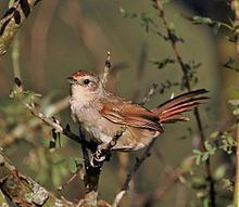 Little thornbird httpsuploadwikimediaorgwikipediacommonsthu