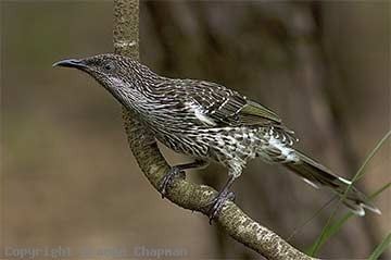 Little wattlebird Little Wattlebird Australian Birds photographs by Graeme Chapman