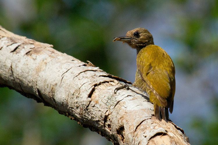 Little woodpecker Dev Wijewardane Photography Little Woodpecker Pantanal Brazil