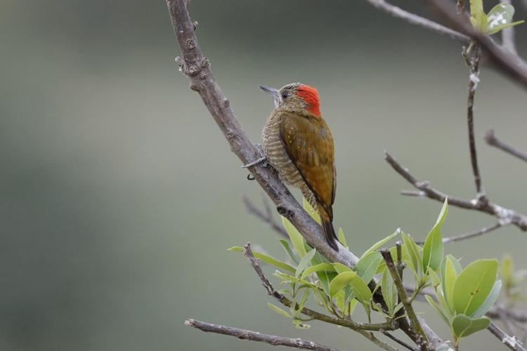 Little woodpecker Little Woodpecker Veniliornis passerinus videos photos and sound