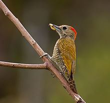 Little woodpecker httpsuploadwikimediaorgwikipediacommonsthu