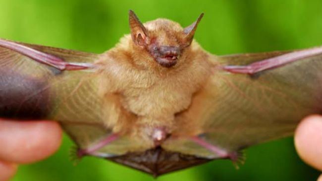 Little yellow-shouldered bat New influenza A virus found in bats