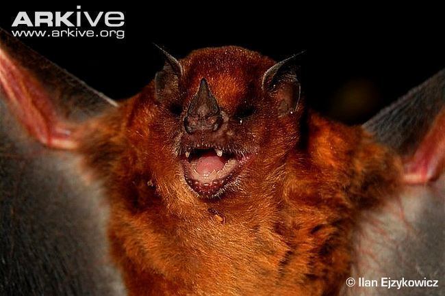 Little yellow-shouldered bat Little yellowshouldered bat photo Sturnira lilium G96575 ARKive