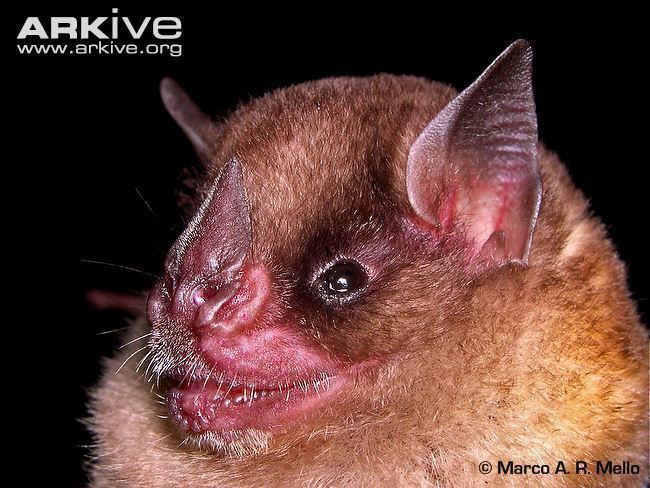 Little yellow-shouldered bat Little yellowshouldered bat videos photos and facts Sturnira
