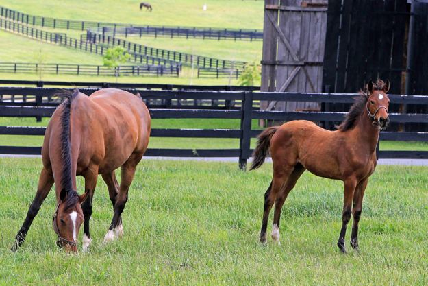 Littleprincessemma Established breeders dare to dream of connection to Triple Crown