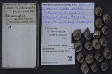 Littoraria articulata httpsuploadwikimediaorgwikipediacommonsthu