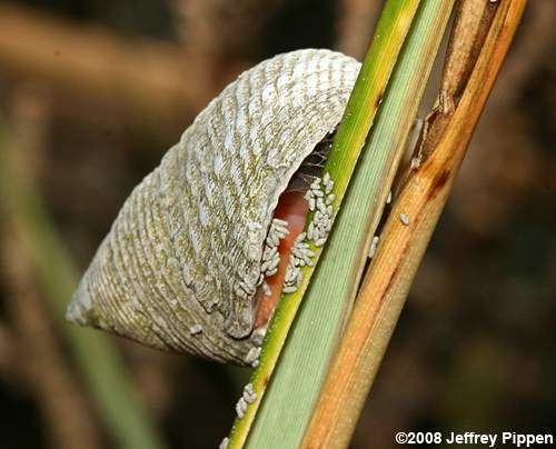 Littoraria irrorata Marsh Snails