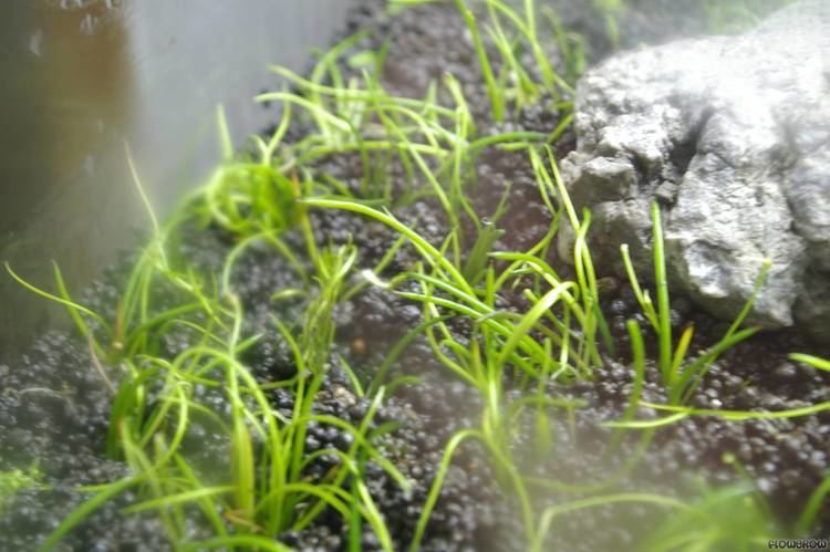 Littorella Littorella uniflora Shoreweed Flowgrow Aquatic Plant Database