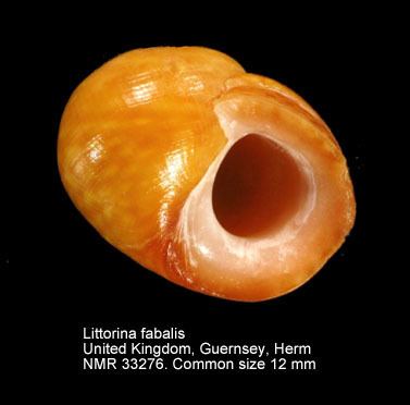 Littorina fabalis HomeNATURAL HISTORY MUSEUM ROTTERDAM Mollusca Gastropoda
