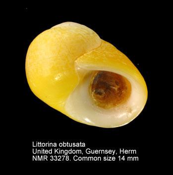 Littorina obtusata HomeNATURAL HISTORY MUSEUM ROTTERDAM Mollusca Gastropoda