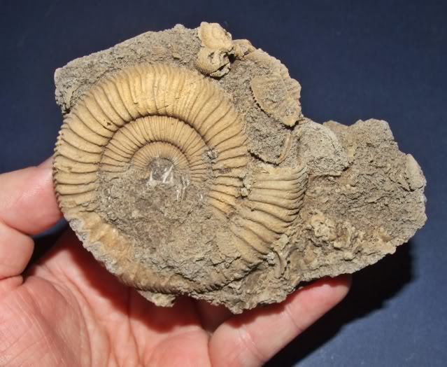 Lituites wwwFossilsforsalecouk European Ammonites