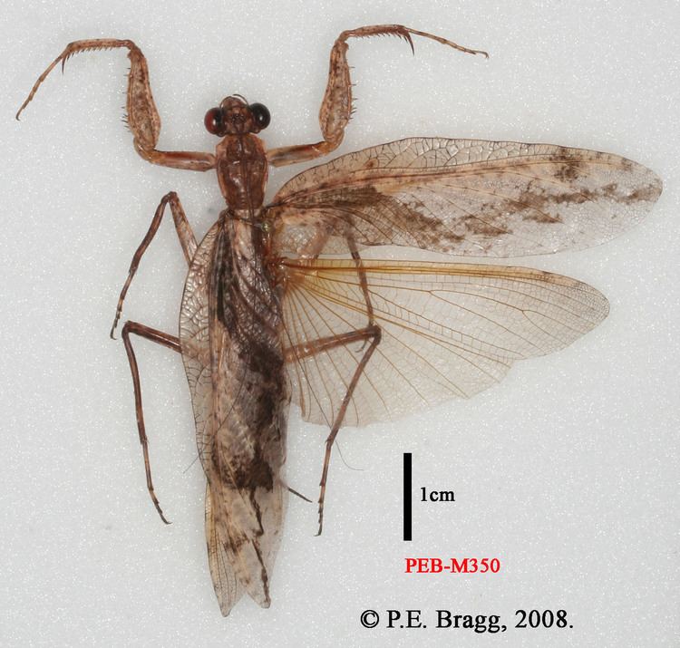 Liturgusidae Species Mantis Study Group