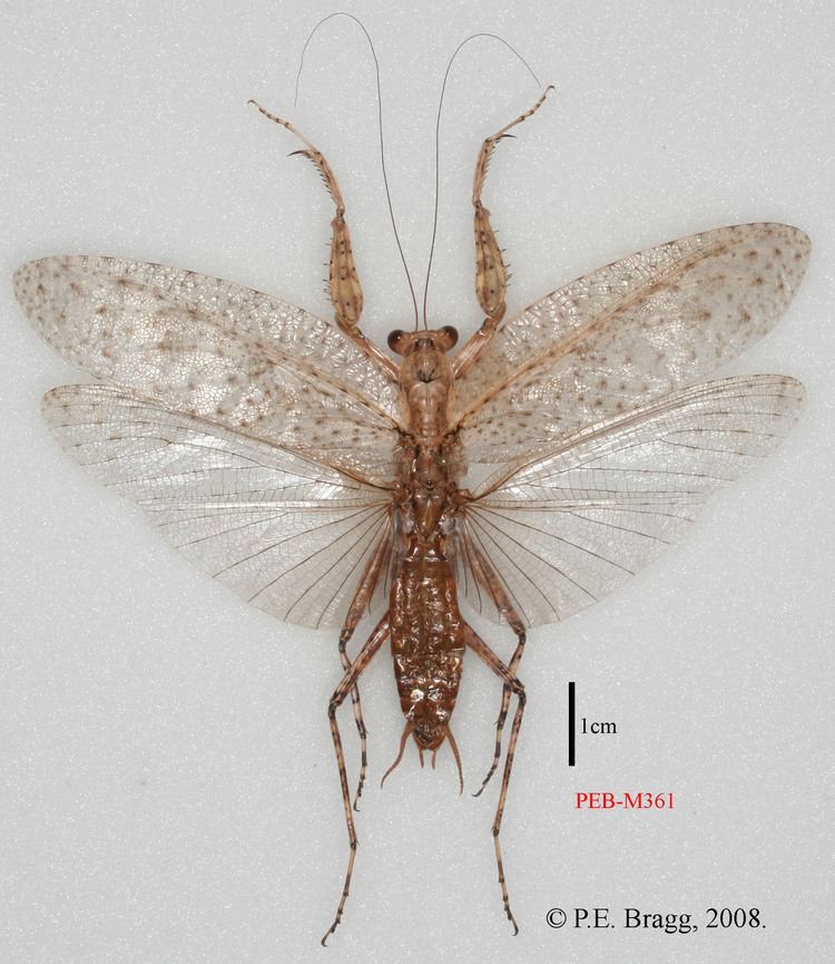 Liturgusidae Species Mantis Study Group