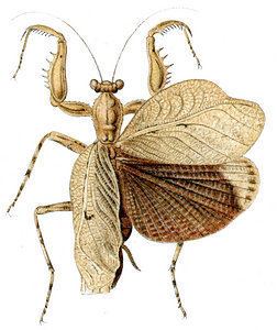 Liturgusidae tolweborgtreeToLimagesTheopompellapallida130