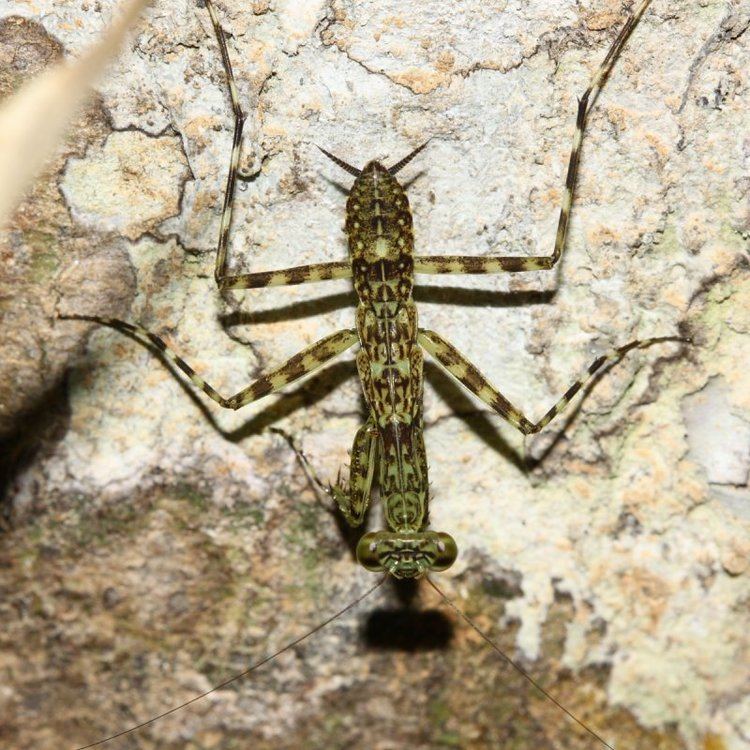 Liturgusidae Bark Mantis Liturgusa sp Liturgusidae photo Stephen Luk photos