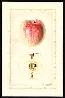 Liveland Raspberry apple httpsuploadwikimediaorgwikipediacommonsthu