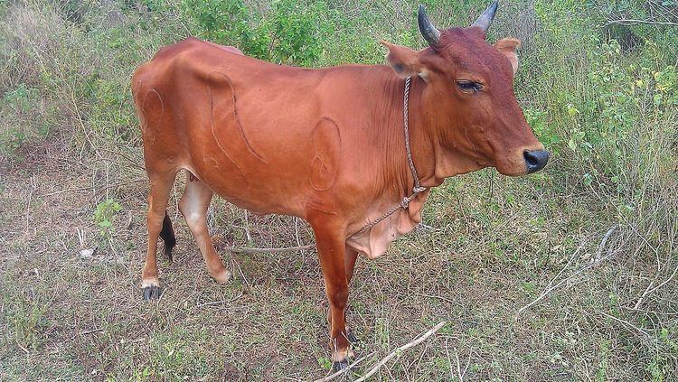 Livestock in Sri Lanka