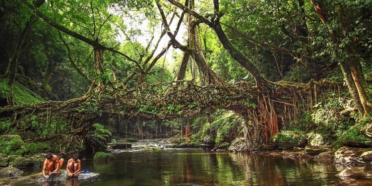 Living root bridges BBC Travel India39s amazing living root bridges