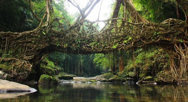 Living root bridges Living root bridges SPEAKZEASY