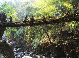 Living root bridges Living root bridges Wikipedia