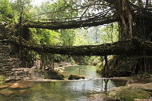 Living root bridges httpsuploadwikimediaorgwikipediacommonsthu