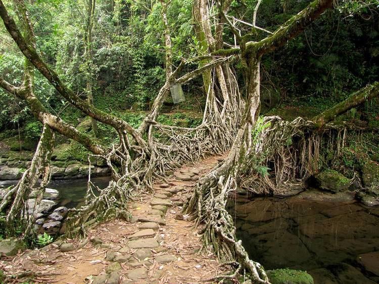 Living root bridges The Living Root Bridges of India Kuriositas