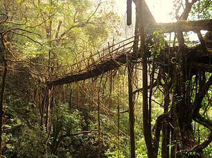 Living root bridges Living root bridges Wikipedia