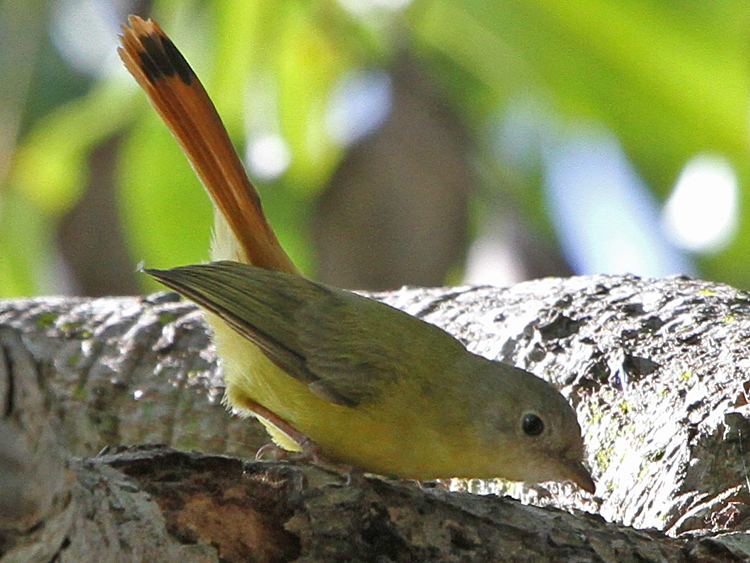 Livingstone's flycatcher httpssmediacacheak0pinimgcomoriginalsbe