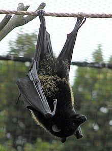 Livingstone's fruit bat httpsuploadwikimediaorgwikipediacommonsthu