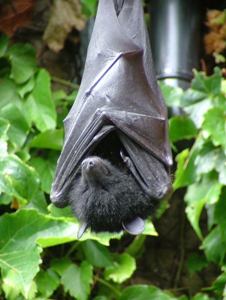 Livingstone's fruit bat FileLivingstone39s Fruit Batjpg Wikimedia Commons