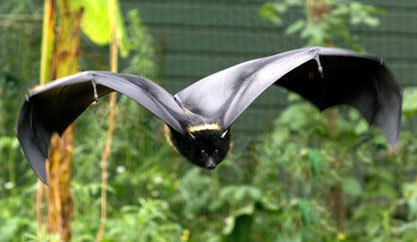 Livingstone's fruit bat livingstone39s fruit bat Tumblr