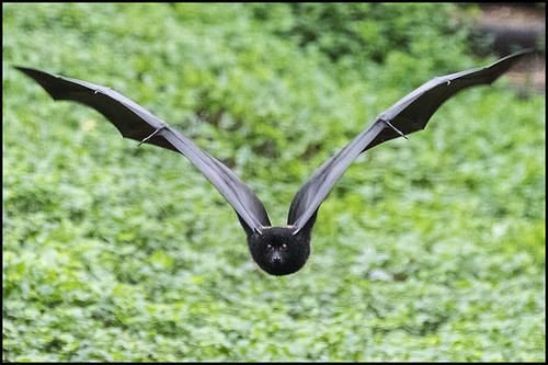 Livingstone's fruit bat Flickriver Most interesting photos tagged with livingstonesfruitbat
