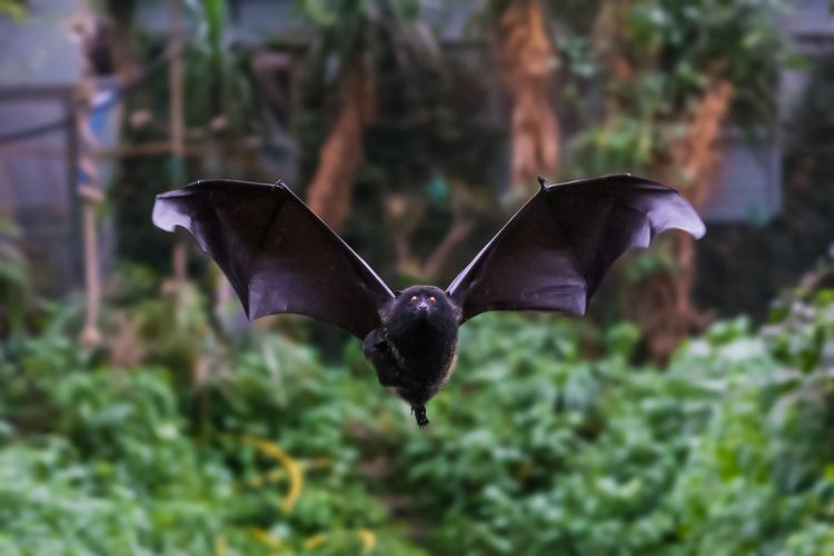 Livingstone's fruit bat Christabel amp Baby Livingstone39s Fruit Bat Durrell Wild Flickr