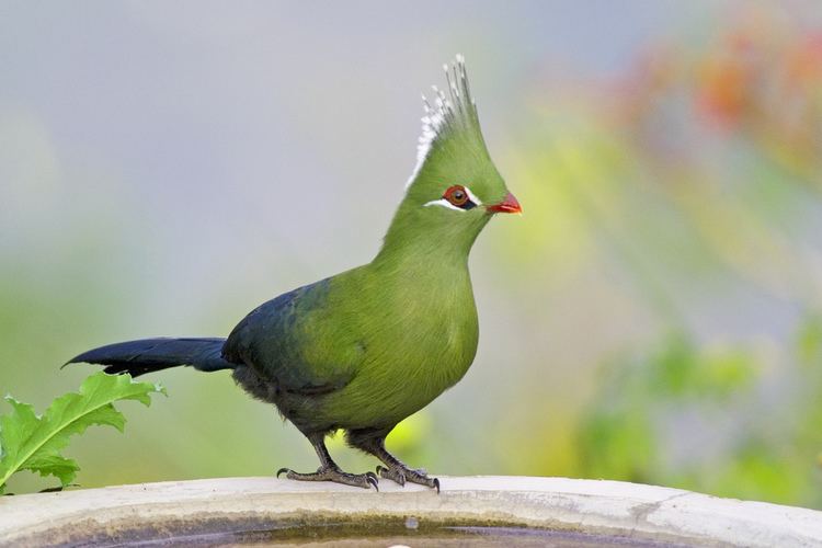 Livingstone's turaco Livingstone39s Turaco on the bird bath Thank you to the peo Flickr